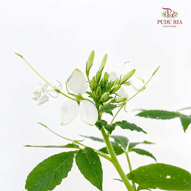 Tarenaya Houtteana Spider Flower White