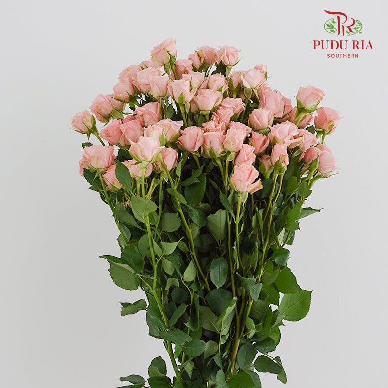 Rose Spray Princess Lulu - (8-10 Stems)