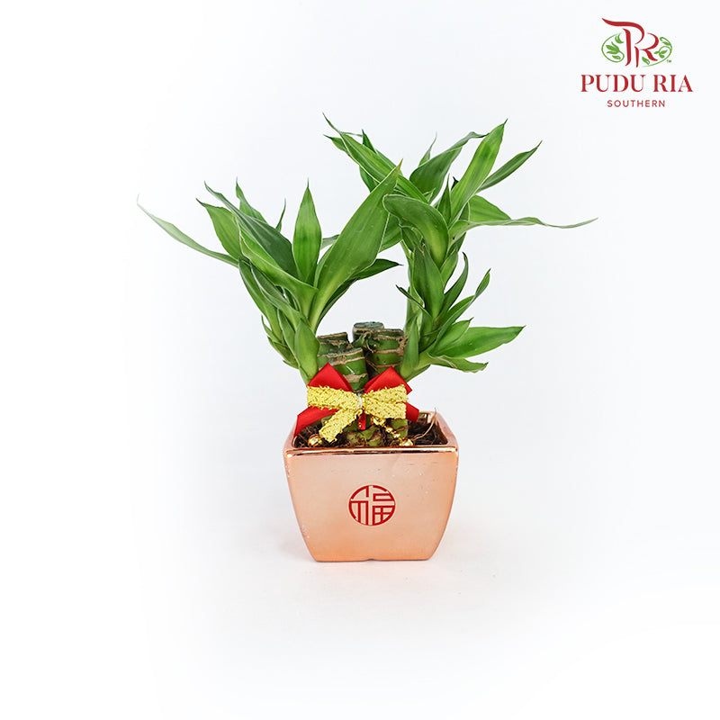 CNY Potted Plant Arrangement 2024#6
