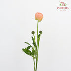 Ranunculus Champagne (8 - 10 Stems) - Pudu Ria Florist Southern