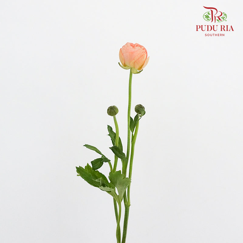 Ranunculus Champagne (8 - 10 Stems) - Pudu Ria Florist Southern