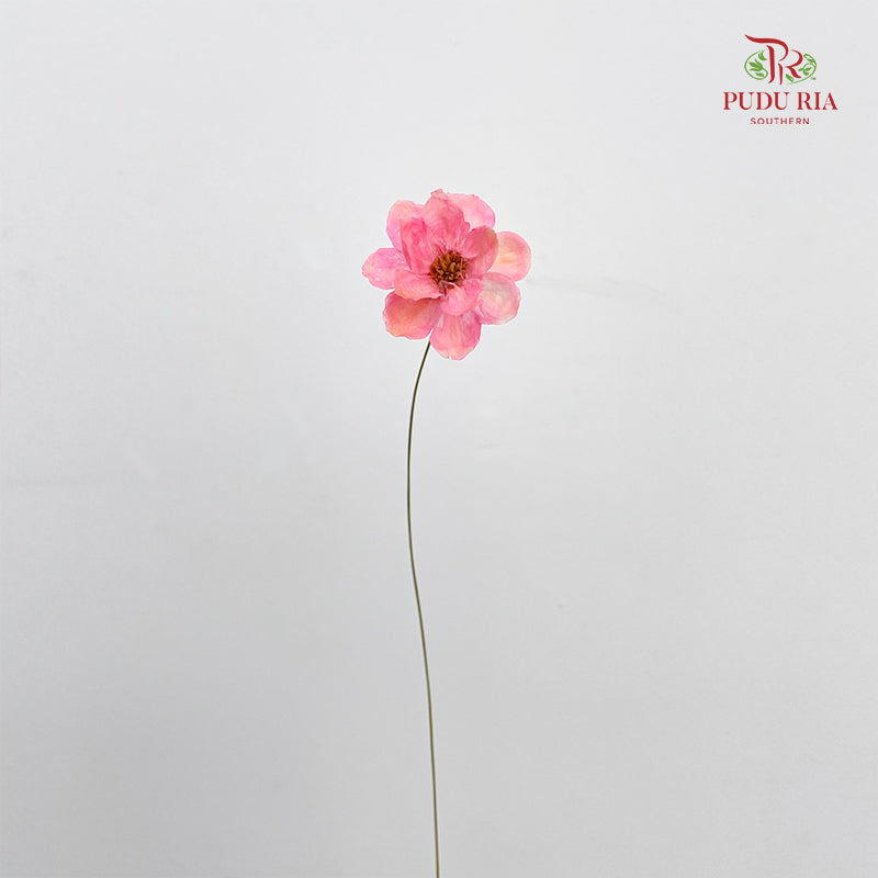 Dry New Wax Flower - Pink