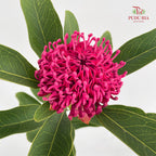 Telopea Speciosissima - (Per Stem)