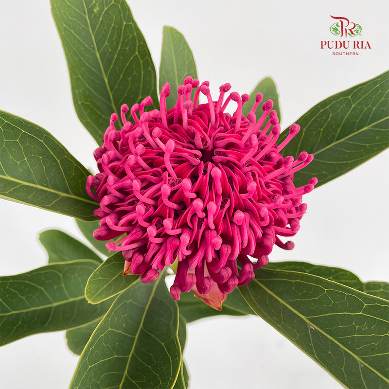 Telopea Speciosissima - (Per Stem)