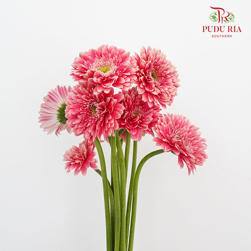 Gerbera  (8-10 Stems) - Pudu Ria Florist Southern