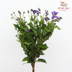 Clematis Purple 鐵線蓮 - (Per Bundle)