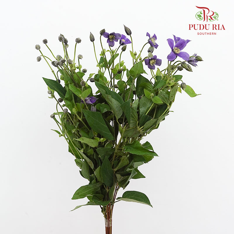 Clematis Purple 鐵線蓮 - (Per Bundle)