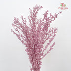 Preservative Eucalyptus Parvifolia - Purple