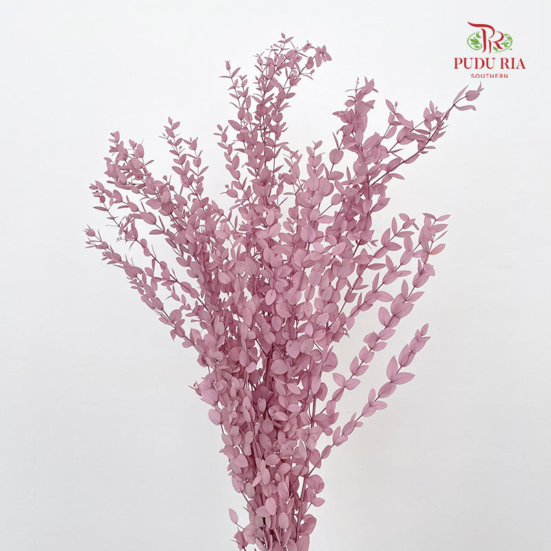 Preservative Eucalyptus Parvifolia - Purple
