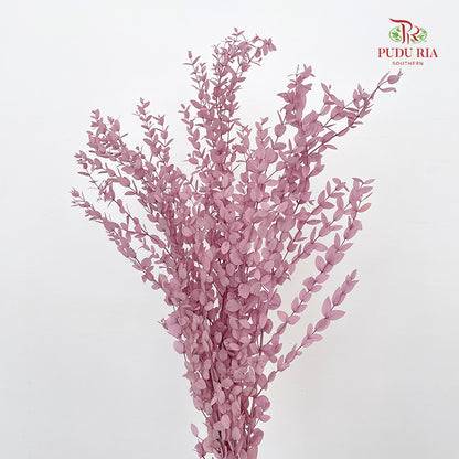 Preservative Eucalyptus Parvifolia - Purple