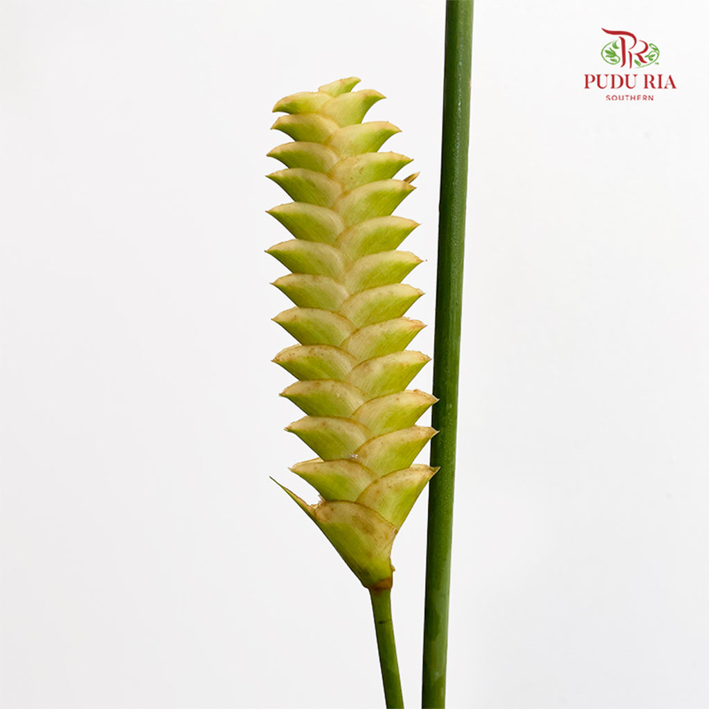Rattlesnake Ginger 响尾蛇肖竹芋 - (5 Stems)