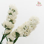 Dry Statice - White