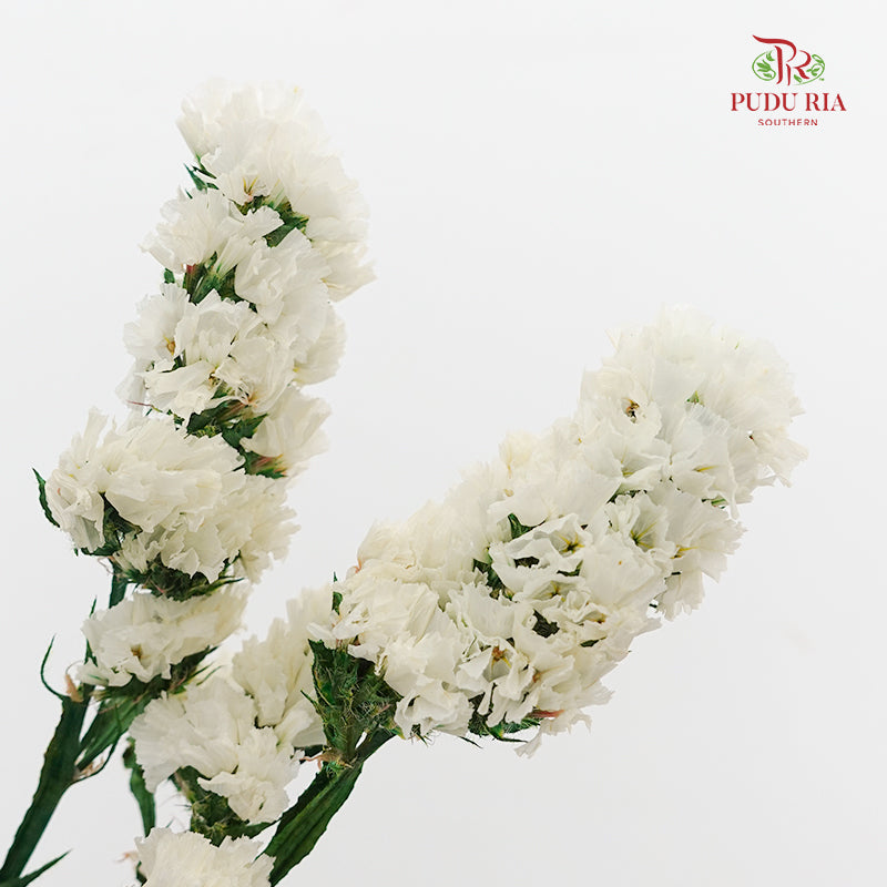 Dry Statice - White