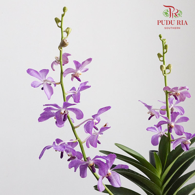 Mokara Orchid Pot - Purple - Pudu Ria Florist Southern