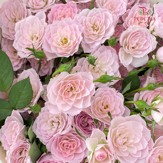 Rose Spray Perfect Sweet 多头玫瑰完美甜美 - (8-10 Stems)