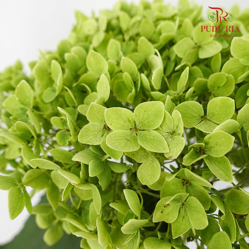 Hydrangea Green Small Petals / Per Stem - Pudu Ria Florist Southern