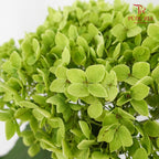 Hydrangea Green Small Petals / Per Stem - Pudu Ria Florist Southern