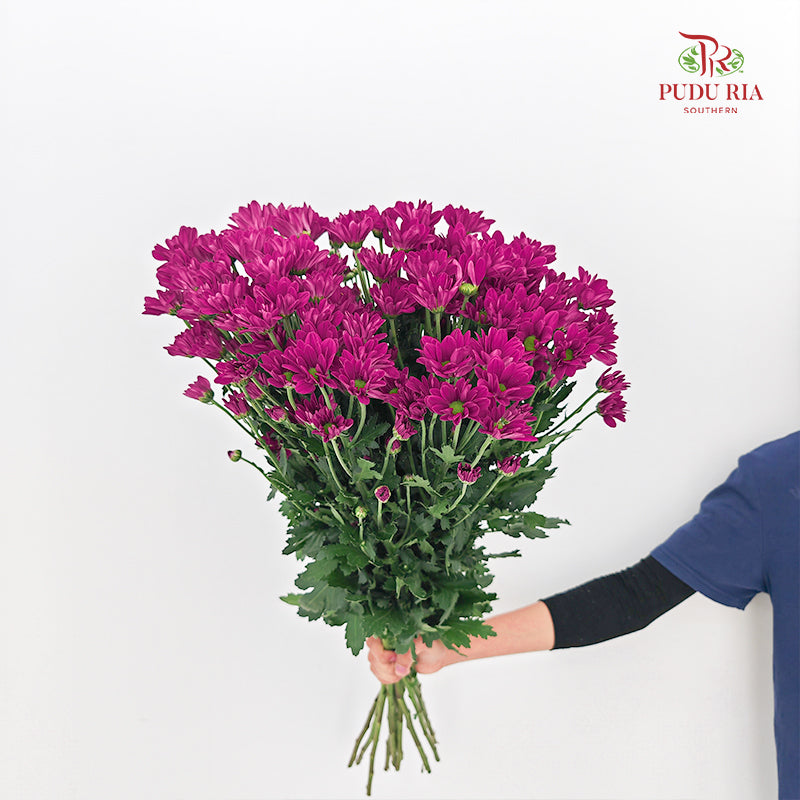 Chrysanthemum Pompom Daisy Dark Purple 3 - (10-12 Stems)
