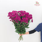 Chrysanthemum Pompom Daisy Dark Purple 3 - (10-12 Stems)