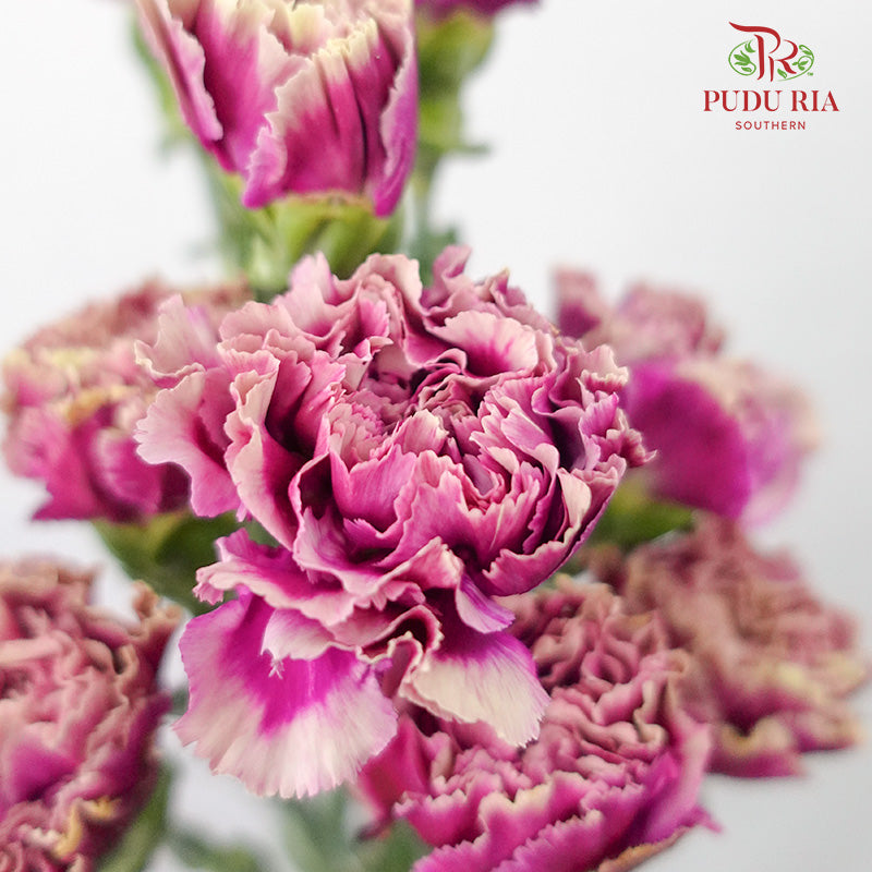 Carnation St Taste Life 18-20 Stems - Pudu Ria Florist Southern