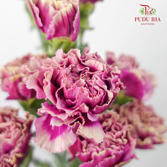 Carnation St Taste Life 18-20 Stems - Pudu Ria Florist Southern
