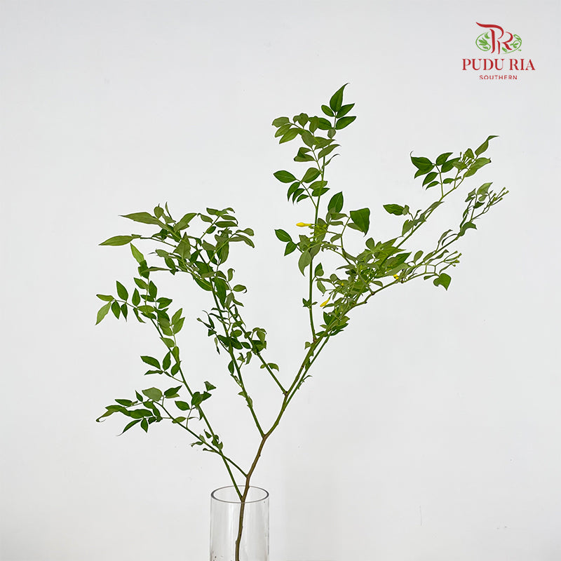 Nine Star leaves Flower - (Per Bundle)