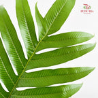 Kingdonia Rosea (Sword Fern) - (Per Stem)