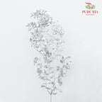 Dry Ruscus Dyed - Silver