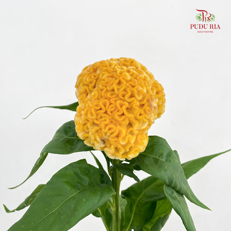 Celosia Yellow - (Per Stem)