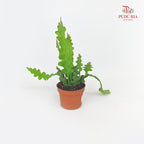 Epiphyllum Anguliger