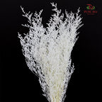 Dry Caspia - White