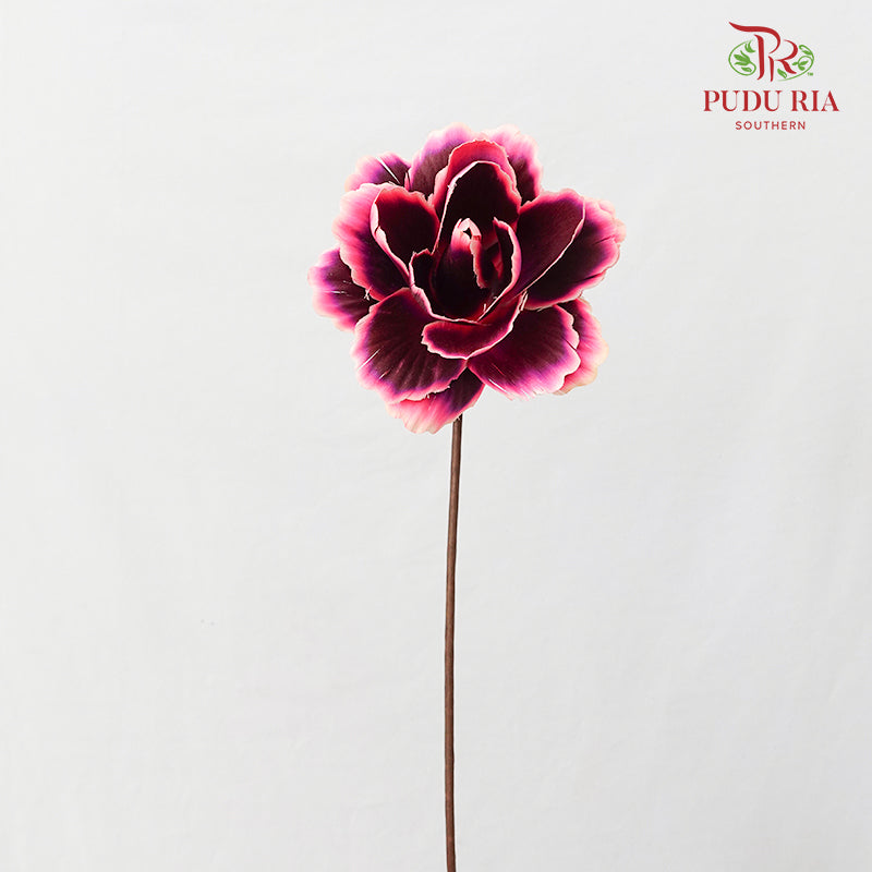 Dry Asia Peony Black/Pink - 4 Stems