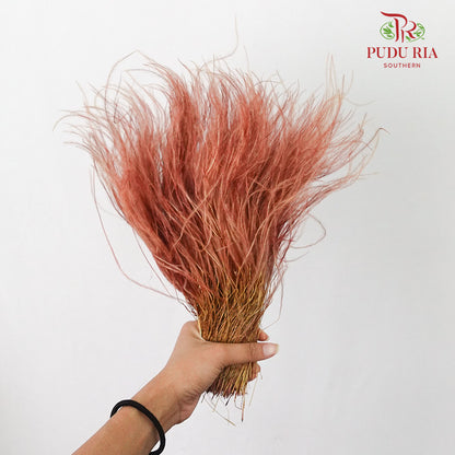 Dry Stipa Grass Brown - Pudu Ria Florist Southern