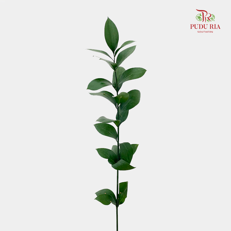 Ruscus 大桦叶 - (10 Stems)