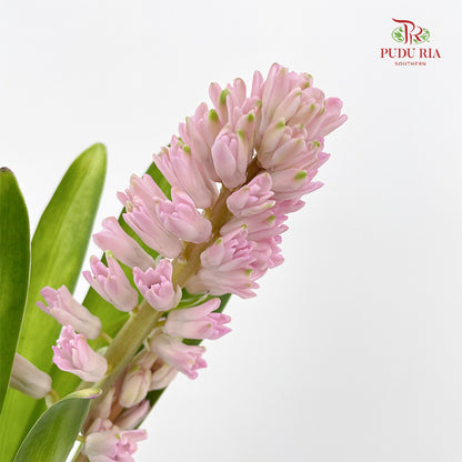 Hyacinthus Pink - (5 Stems)
