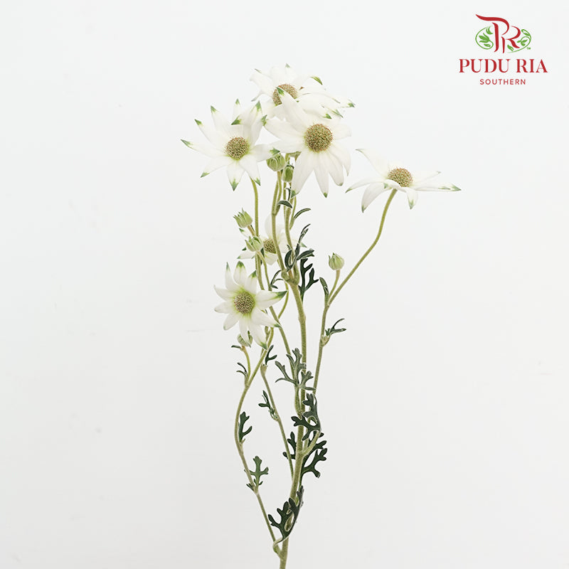 Actinotus Helianthi 法兰绒花 - (2 Stems)