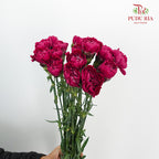 Carnation St Forever (18-20 Stems) - Pudu Ria Florist Southern