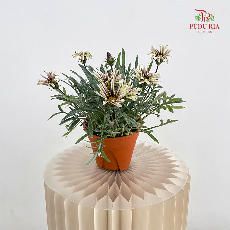 Gazania Silver