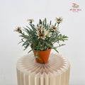 Gazania Silver