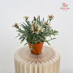 Gazania Silver