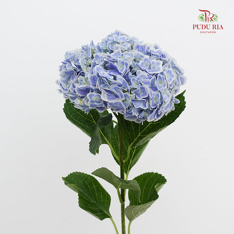 Hydrangea Peacock - (Per Stem)