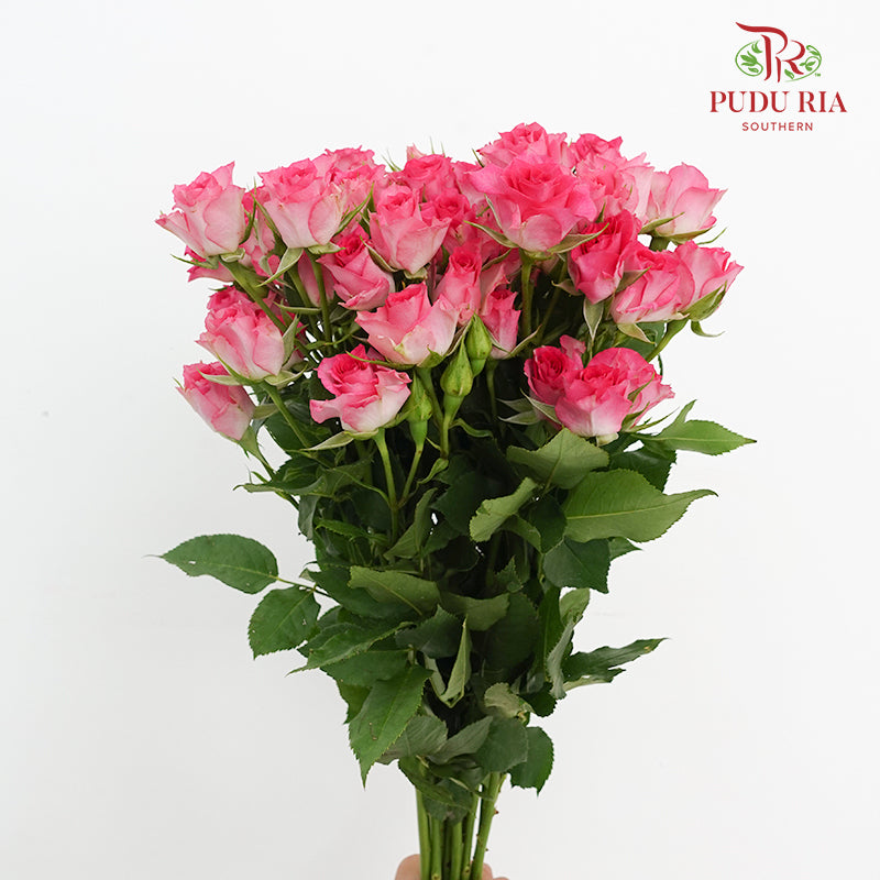 Rose Spray Rupski - (8-10 Stems)