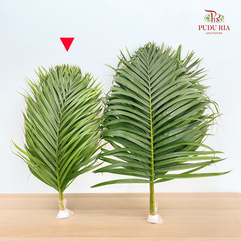 Yellow Palm Leaf 棕榈叶 (M) - (10 Stems)