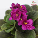JH Saintpaulia Dark Pink - Pudu Ria Florist Southern