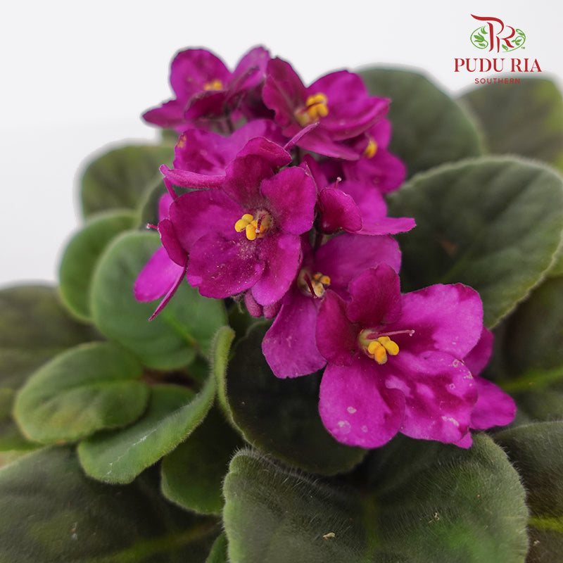 JH Saintpaulia Dark Pink - Pudu Ria Florist Southern