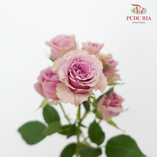 Rose Spray Purple (8-10 Stems) - Pudu Ria Florist Southern