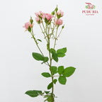 Rose Spray Lilica (8-10 Stems) - Pudu Ria Florist Southern