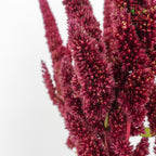 Amaranthus Straigh Red - Pudu Ria Florist Southern