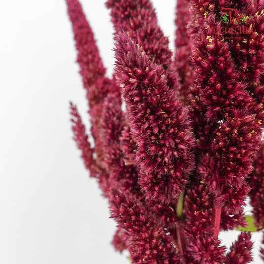 Amaranthus Straigh Red - Pudu Ria Florist Southern