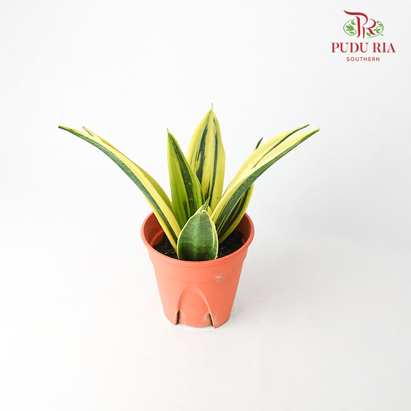 Sansevieria Gold - Pudu Ria Florist Southern